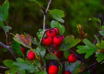 red berries on a branch