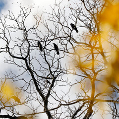 Black crows, birds in trees, yellow leaves, bokeh sky, minimalist beauty of nature and wildlife.