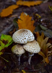 mushroom in the forest