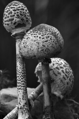 mushroom on the ground