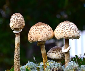 mushrooms in the woods