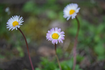 Close-up photograph of several daisy flowers, showcasing their delicate petals, vibrant yellow centers, and graceful stems in a natural setting.