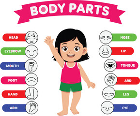 Educational diagram chart illustrating human body parts vocabulary for kids, cute little girl showing basic anatomy, teaching poster, language learning, biology science lesson illustration