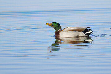 A male mallard shakes itself and water droplets fly around it, a duck splashes water droplets around its head, the sun shines on the lake, small waves, Anas platyrhynchos