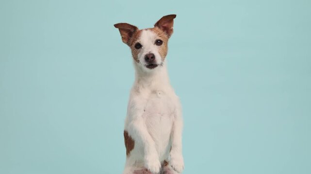 A Jack Russell Terrier gazes forward in a portrait setting with ears perked and neutral expression.