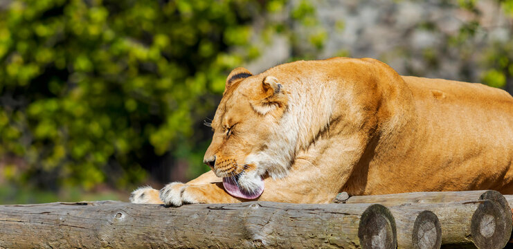 Lioness Grooming on Wooden Perch
