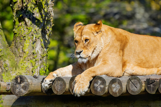 Lioness Resting on Wooden Platform
