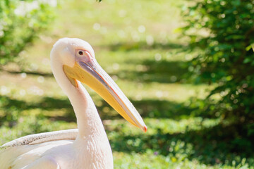 White Pelican Side Profile Portrait in Natural LightWhite Pelican Side Profile Portrait in Natural Light