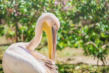 White Pelican Preening Feathers in Natural Environment