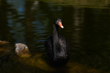 Black Swan Swimming on Dark Water Surface