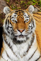 Tiger Close-up Portrait