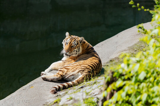 Bengal Tiger Cub Resting on Rock Ledge in Zoo