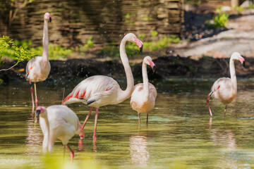 Group of Pink Flamingos Gathered in Shallow Water Pond