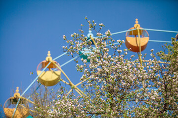Ferris Wheel Gondolas with Spring Blossoms Against Blue Sky