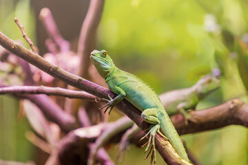 Lizard Resting on Green Branch Close-up