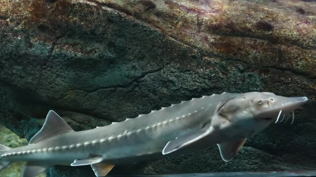 A powerful sturgeon swims through clear water showing its ancient streamlined body and distinctive armorlike scutes creating a striking view of this iconic freshwater giant	