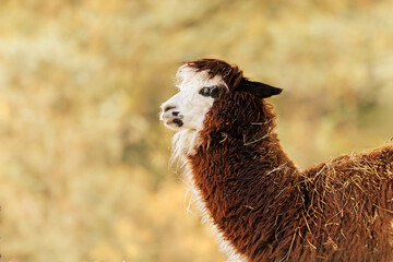 Naklejka premium Brown Llama Close-up Portrait with Fluffy Wool Coat