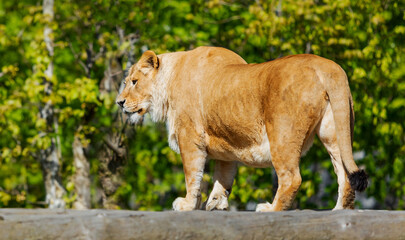 Lioness Stalking Through Foliage