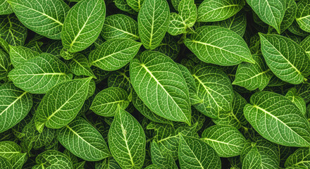 Lush vibrant green foliage with detailed leaf veins forming natural tropical plant background pattern in full frame composition