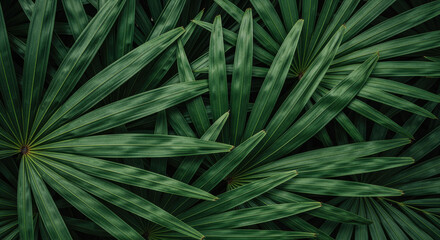 Lush overlapping tropical palm leaves creating a dense green foliage pattern with natural texture and dramatic botanical symmetry