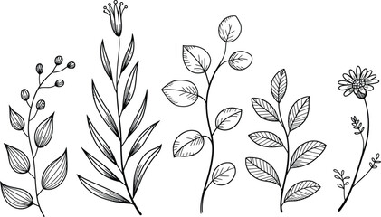Collection of hand drawn botanical elements and floral illustrations in black ink