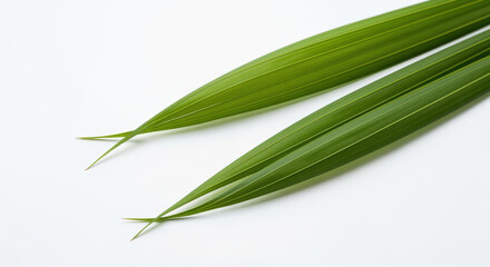 Fototapeta premium minimalist arrangement of long green palm leaves on white background emphasizing clean lines and natural botanical texture