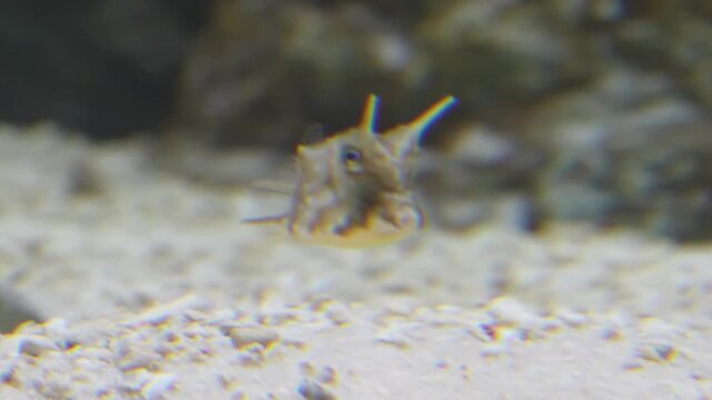 Lactoria cornuta the longhorn cowfish swims gracefully with its horned boxy shape and bright colors creating a unique and captivating view of this distinctive tropical marine species