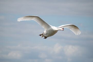 Fototapeta premium Mute Swan in Flight
