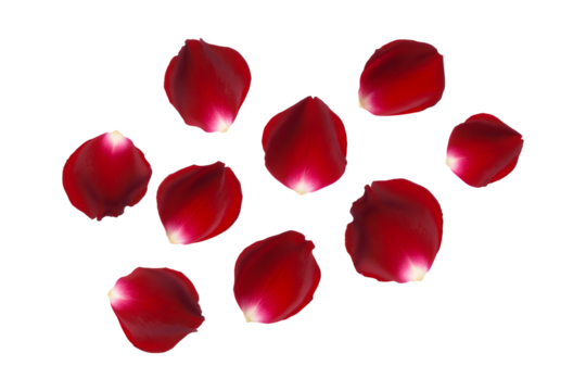 Scattering of velvet red rose petals arranged naturally isolated on transparent background