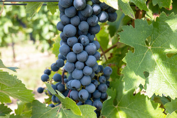 Large bunche of red wine grapes in summer vineyard.
