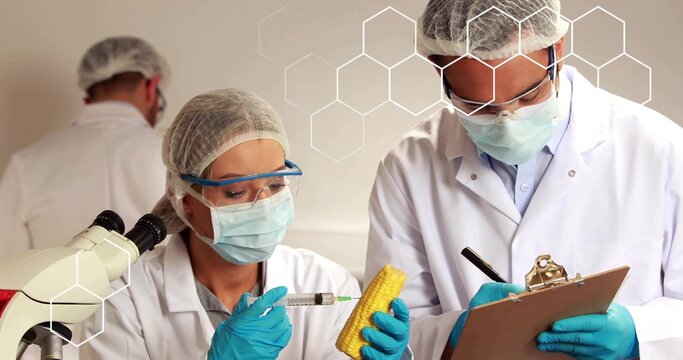 Holding female technician preparing syringe injection into corn at lab, wearing coats, blue gloves