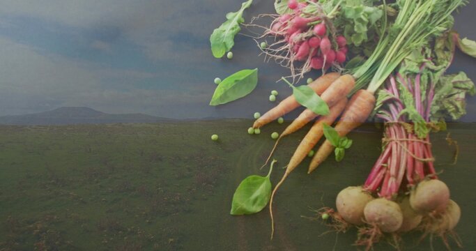 Displaying radish, carrot and beet bunches tied with twine on field, loose peas, copy space