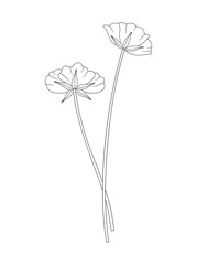 Bouquet of two flowers with leaves. Bunch of blooming perennial wildflowers. Line art, minimal style, contour. Botanical hand-drawn elements for design projects. Vector illustration