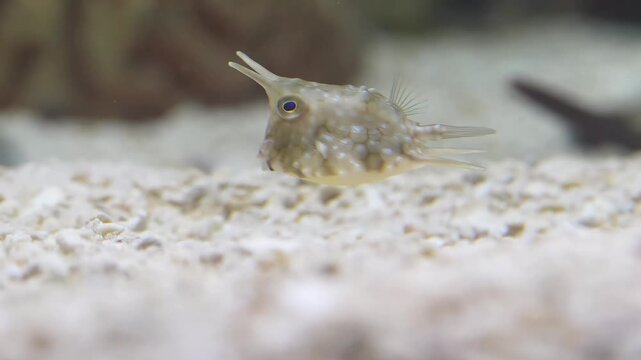 Lactoria cornuta the longhorn cowfish swims gracefully with its horned boxy shape and bright colors creating a unique and captivating view of this distinctive tropical marine species