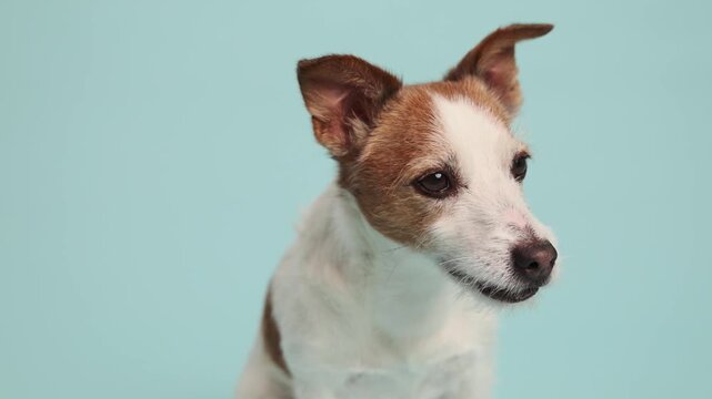 A front-facing portrait of a Jack Russell Terrier glancing slightly to the side.