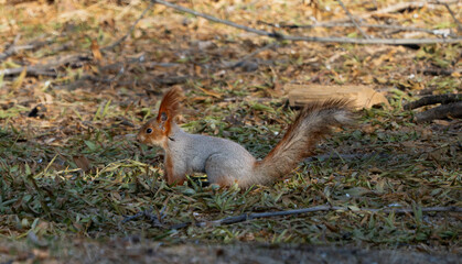 A red squirrel with a fluffy tail stands on the ground among dry leaves and branches in an autumn forest. The animal looks alert, illuminated by soft natural sunlight.