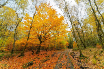 Herbststimmung im Wald