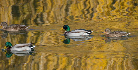 A group of ducks swims on calm water reflecting golden autumn trees. Bright-headed males and...