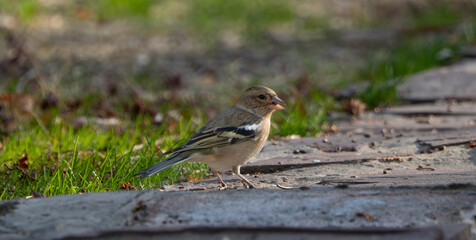 A Fringilla coelebs sits on a stone path among grass and dry leaves on a sunny day. Its beak is slightly open as if chirping or eating a seed. Natural daylight and a soft blurred background.