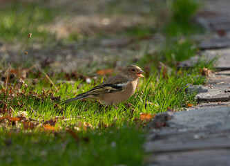 A Fringilla coelebs on bright green grass holds a seed in its beak while foraging. Soft sunlight highlights its feathers, creating a calm natural scene next to a garden path.