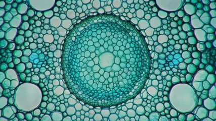 Intricate cellular structure of a plant stem seen through a microscope.
