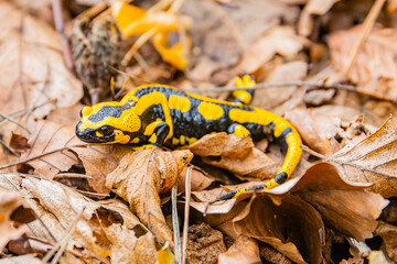 Feuersalamander