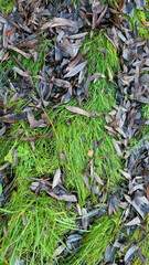 Fallen leaves Of Weeping willow on the close-up lawn of mixed grass in autumn for background and text. Selective focus.