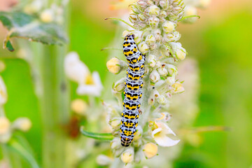 Raube  Königskerzen