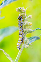 Raube  Königskerzen