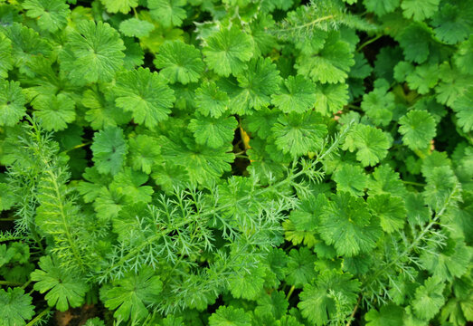 Green grass texture background with drops of dew and rain. Close-up lawn of mixed grass in the morning for background and text. Selective focus. - Powered by Adobe