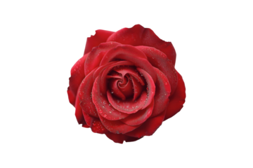 Close-up of single vibrant red rose petal with water droplets isolated on transparent background
