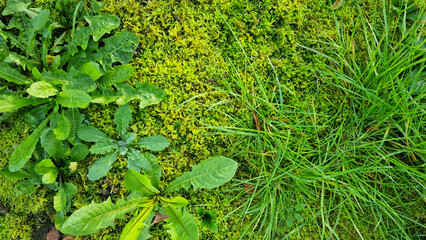 Green grass texture background with drops of dew and rain. Close-up lawn of mixed grass in the morning for background and text. Selective focus.