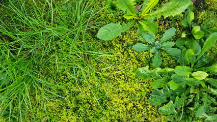 Green grass texture background with drops of dew and rain. Close-up lawn of mixed grass in the morning for background and text. Selective focus.