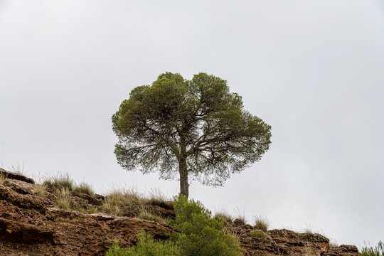 Isolated pine tree growing on rocky slope under overcast sky in Guadix - Powered by Adobe